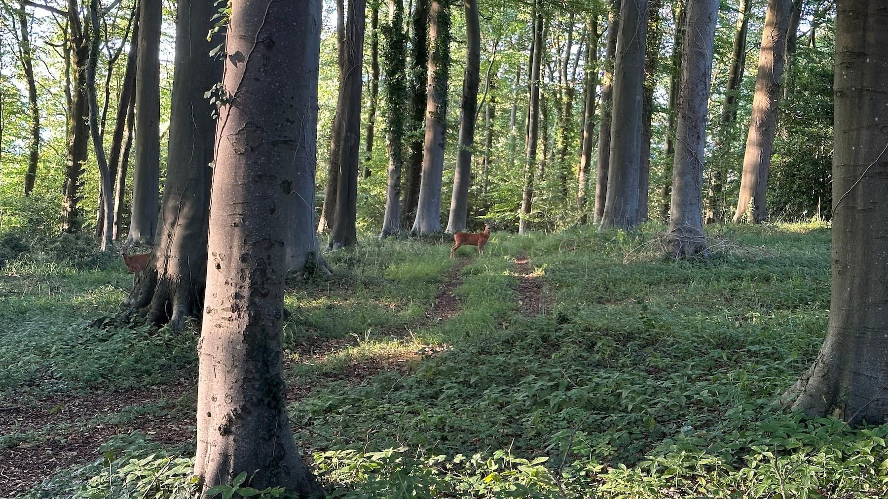 A deer pausing on a woodland path in golden light