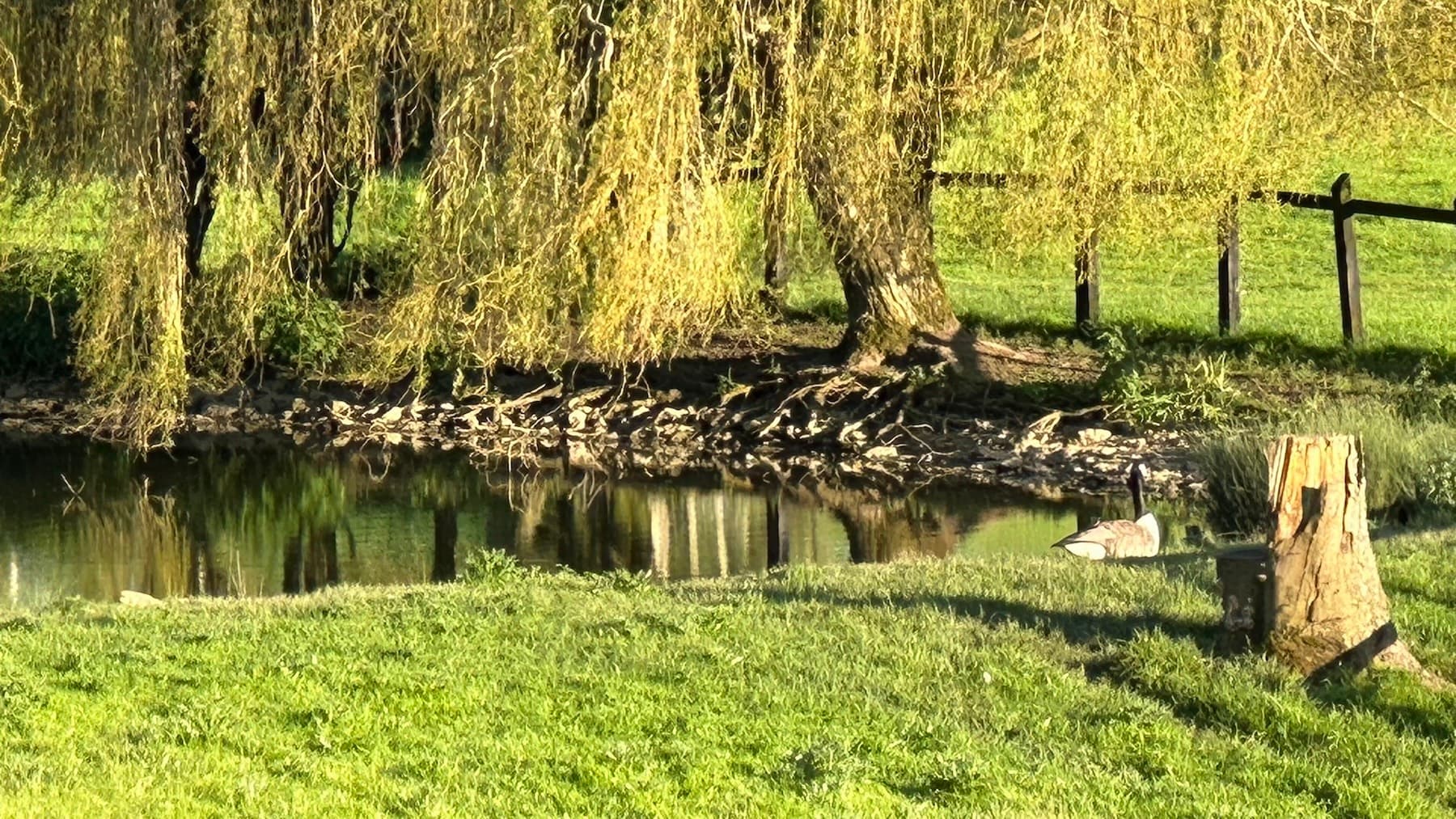 A goose beneath the willows at the pond